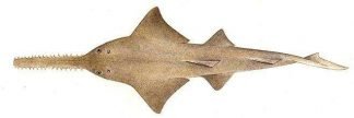 Large-tooth Sawfish