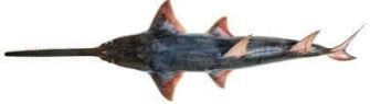 Knife-tooth Sawfish 