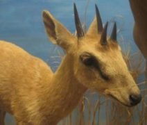Four-horned antelope - Chousingha