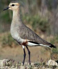 Sociable Lapwing 