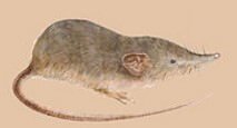 Andaman White-toothed Shrew