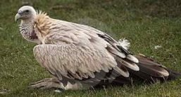 Himalayan Vulture 