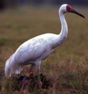 Siberian Crane 