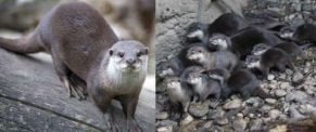 Oriental small-clawed otter - Asian small-clawed otter 
