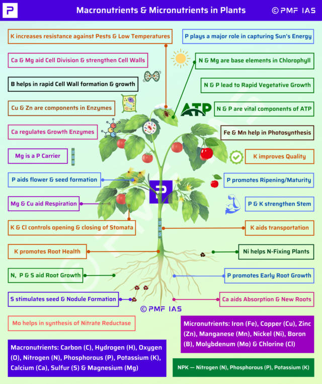 Macronutrients and Micronutrients for Plants - PMF IAS