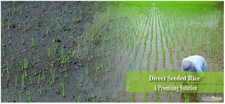 Direct Seeding of Rice