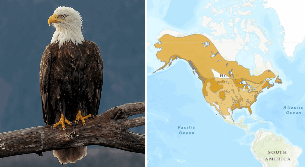 The Bald Eagle: Our National Bird - America Comes Alive