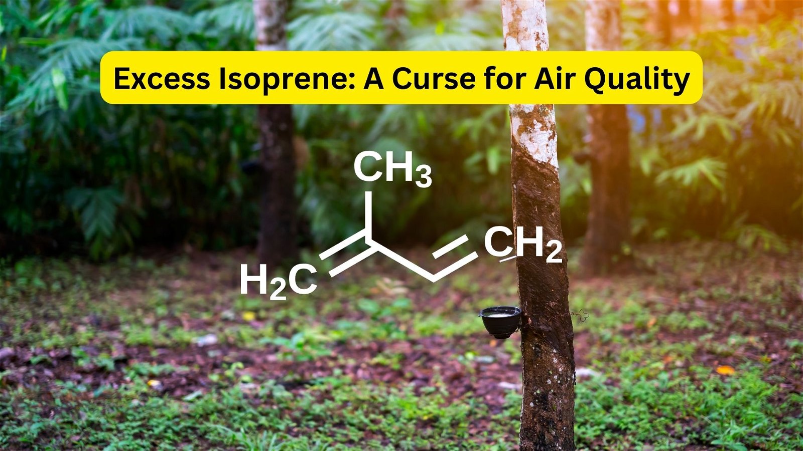 Excess Isoprene A Curse for Air Quality