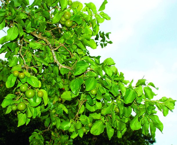 Kanjiram (Strychnos nux-vomica Linn): Kasargod’s Official Tree