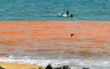 Red tide,a harmful algal bloom
