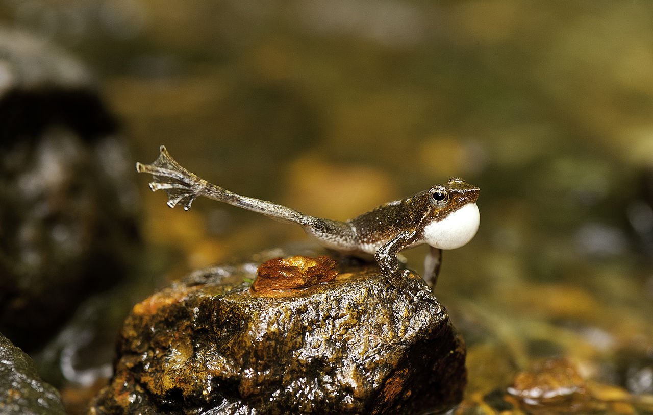 Micrixalus (Dancing Frogs) Micrixalus is a genus of frogs endemic to the Western Ghats.
