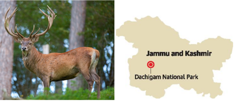 Hangul (Kashmir stag) Dachigam National Park
