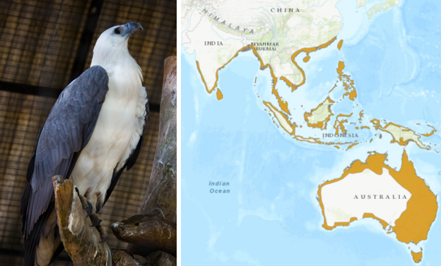 White-Bellied Sea-eagle (Haliaeetus leucogaster): Kasargod’s Official Bird