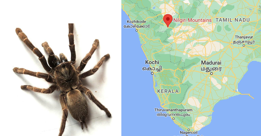 Nilgiri Large Burrowing Spider (Haploclastus nilgirinus)