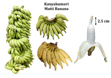 Kanniyakumari's Matti Banana got GI Tag