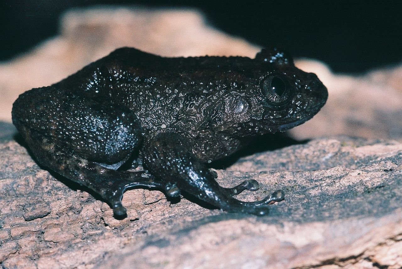 Nyctibatrachidae (Night Frogs Nyctibatrachidae is a genus of frogs endemic to the Western Ghats.
