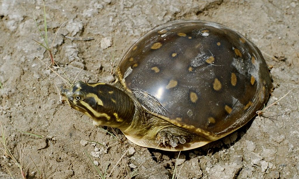 Indian Flapshell Turtle (Lissemys punctata)