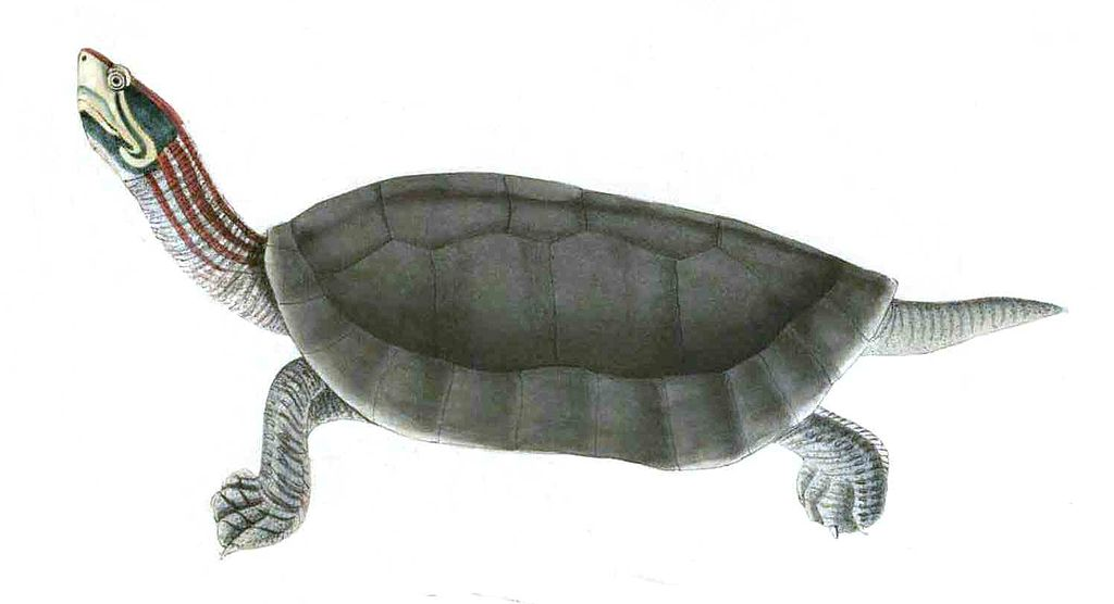 Crown River Turtle (Batagur kachuga)