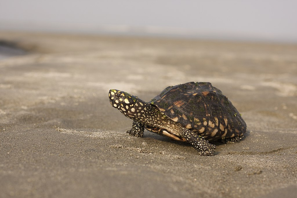 Black Spotted/Pond Turtle (Geoclemys hamiltonii)