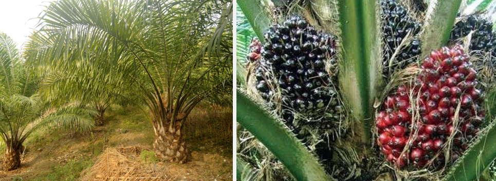 Oil Palm (Elaeis guineensis)