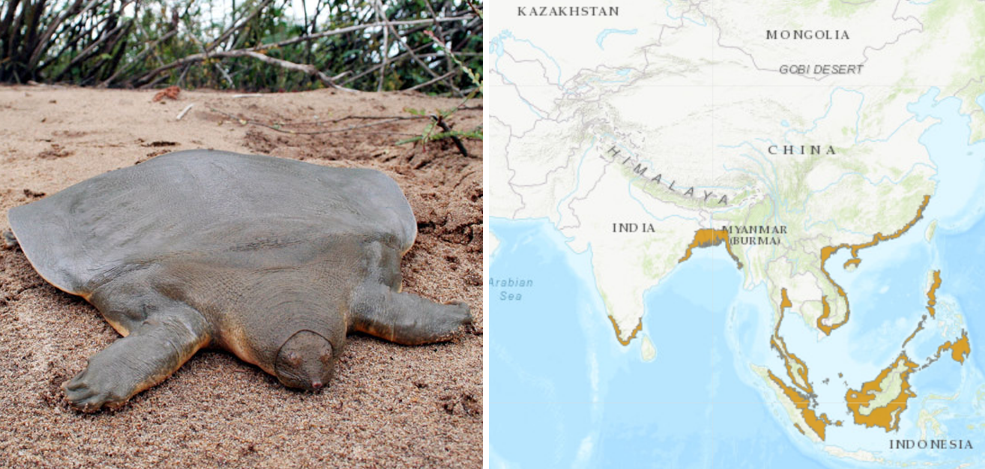 Cantor’s Giant Softshell Turtle (Pelochelys cantorii) : Kasargod’s Official District Species