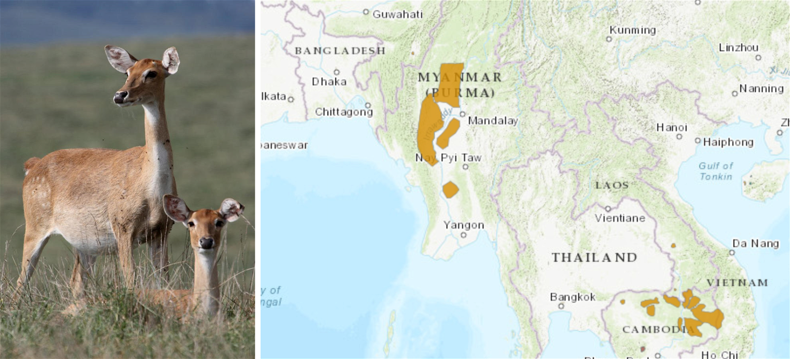 Sangai, Manipur’s state animal