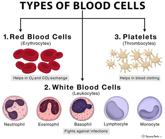 Types of Blood Cells