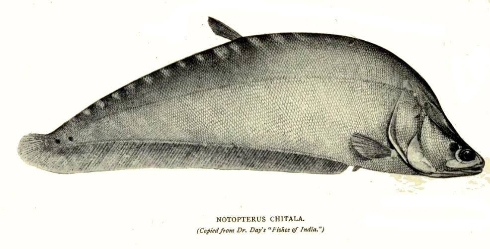 Chitala Fish (Chitala chitala)