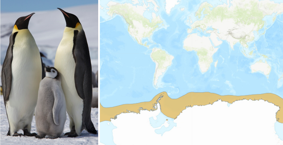 Antarctica’s Melting Sea & Emperor Penguins