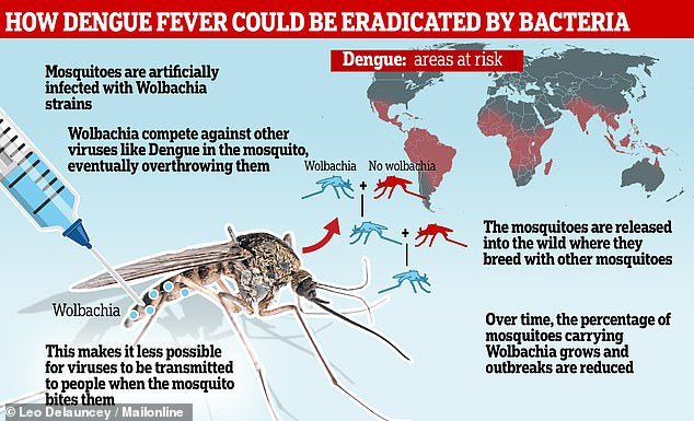 Dengue fever could be eradicated in hot countries by infecting mosquitoes with bacteria