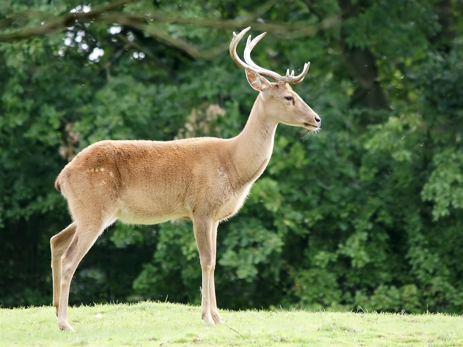 Eld's deer is considered Endangered