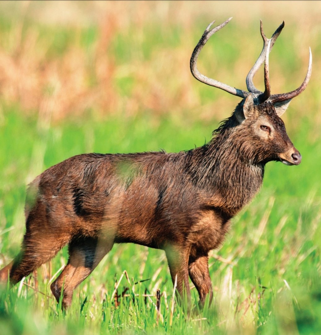 Sangai deer is also called the Manipur Brow-antlered deer and Dancing Deer