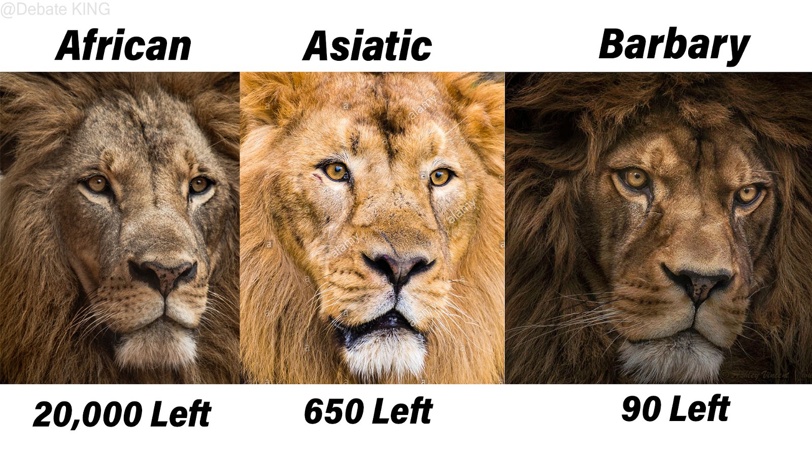 African Lion Vs Asiatic Lion Vs Barbary Lion