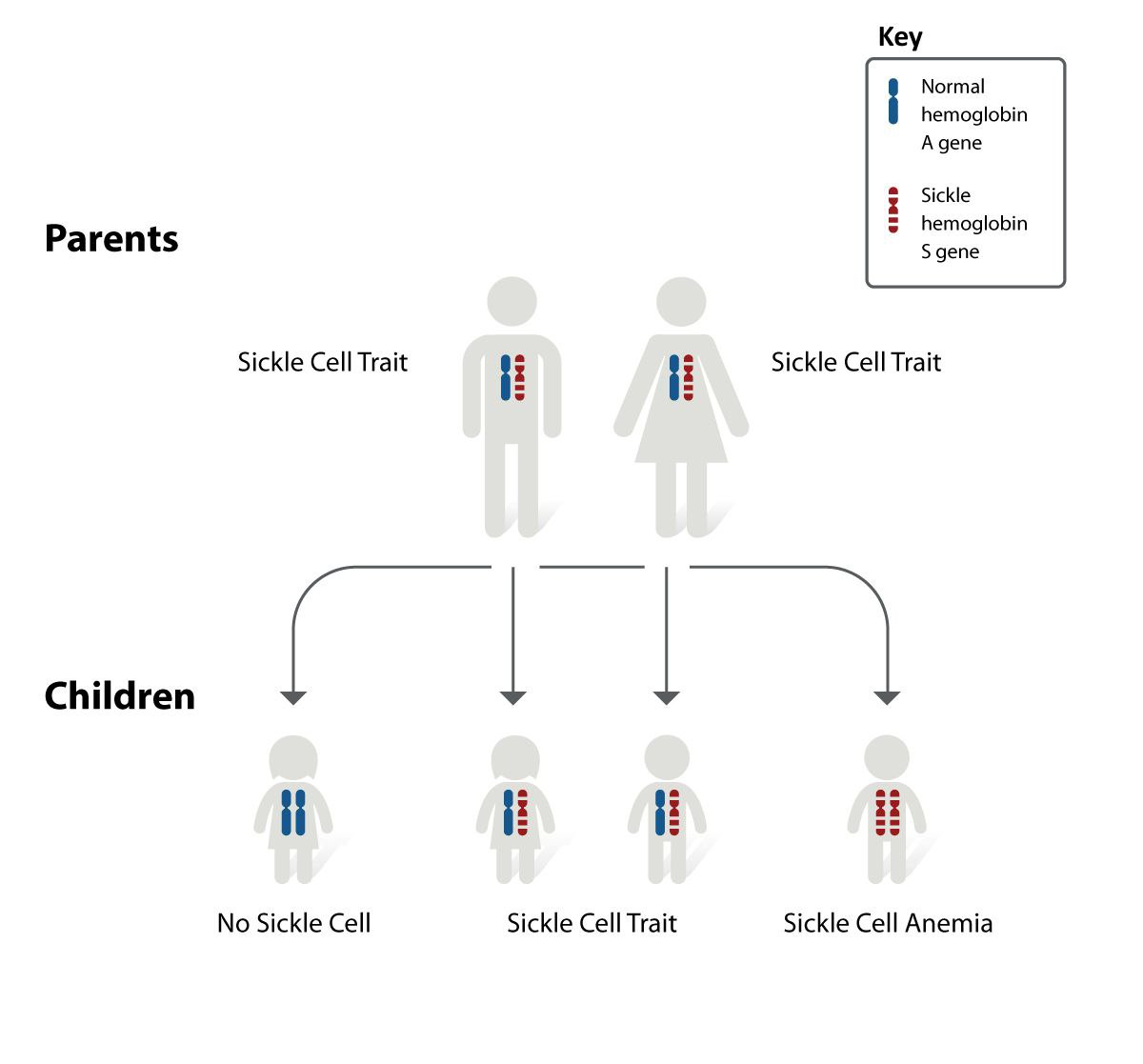 A diagram of a sickle cell disease Spreading Description automatically generated