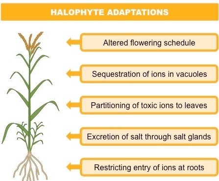 xerophyte halophyte