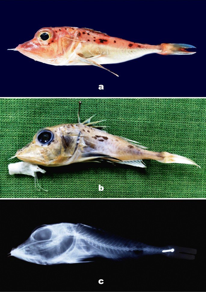 A New Species of the Genus Pterygotrigla (Scorpaeniformes: Triglidae) from  Bay of Bengal, India | SpringerLink