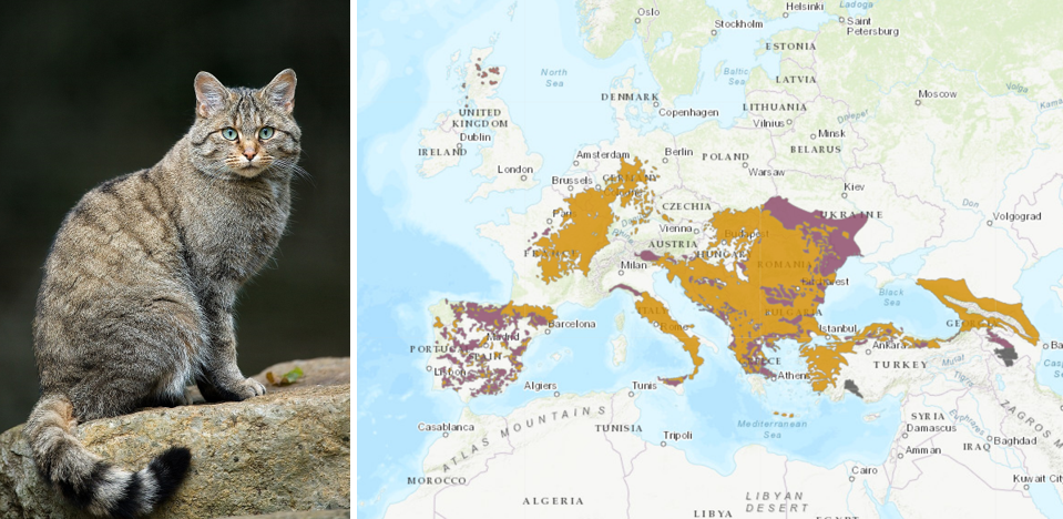 Habitat of Europan Wild Cat