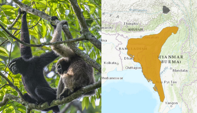 Western Hoolock Gibbon and it's Habitat
