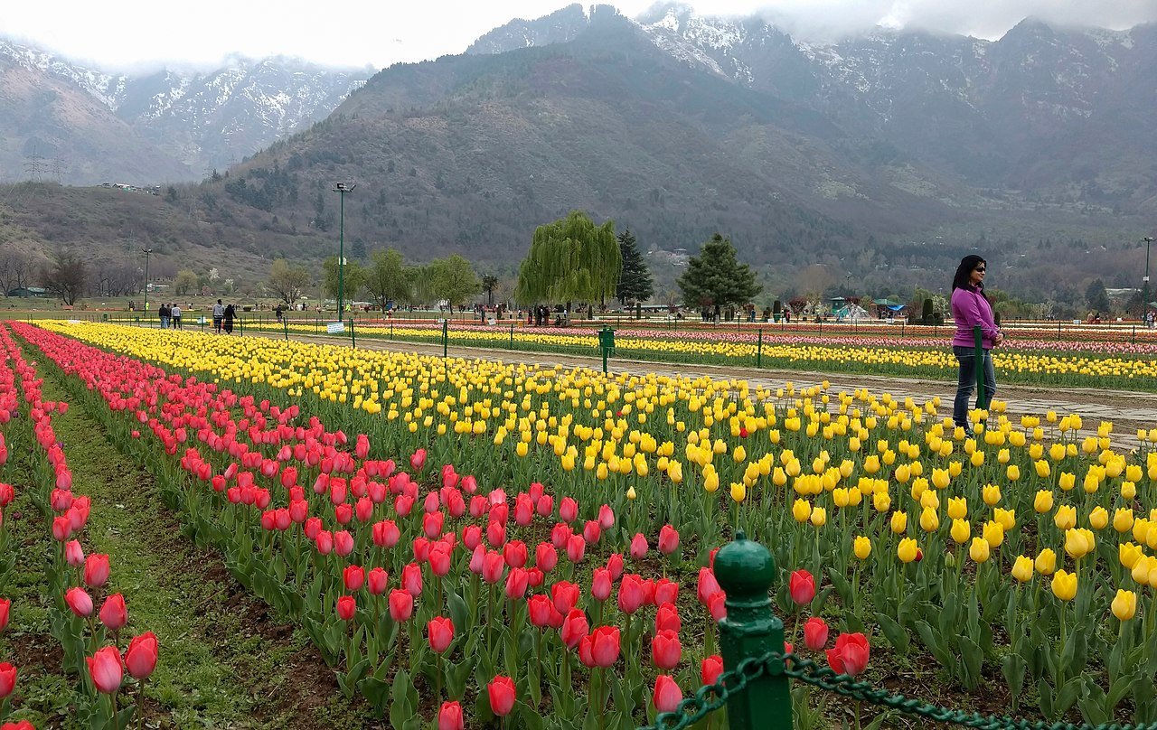 Tulip Garden in Srinagar 