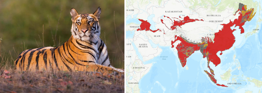 Tiger
Tiger range countries map