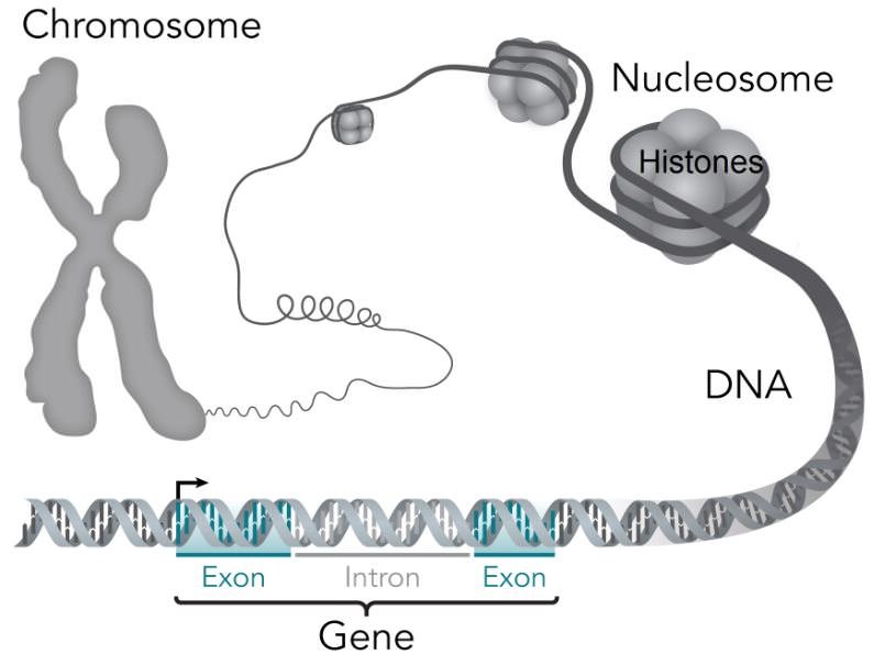 Chromosome, Nucleosome, Histones, DNA and Gene