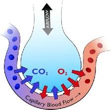 Exchange of O2 and CO2 in Alveoli, an example of Diffusion.