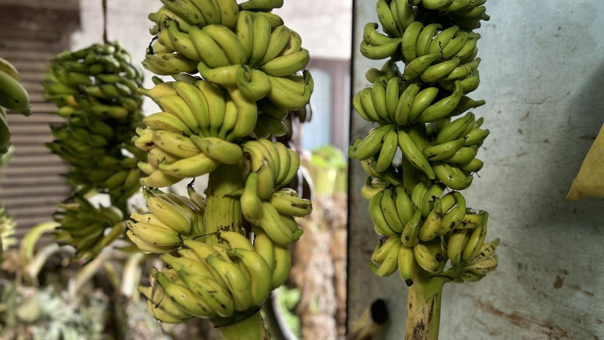 Matti Banana in Kanniyakumari District 