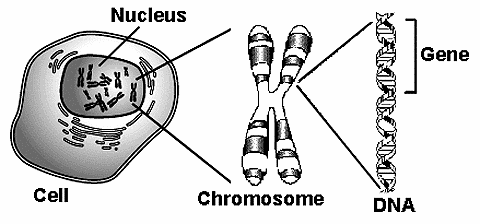 Cell, Nucleus, Chromosome, DNA, Gene