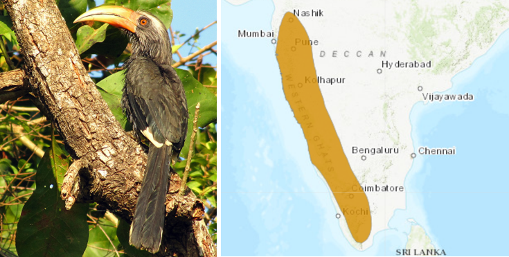 Malabar Grey Hornbill and it's habitat