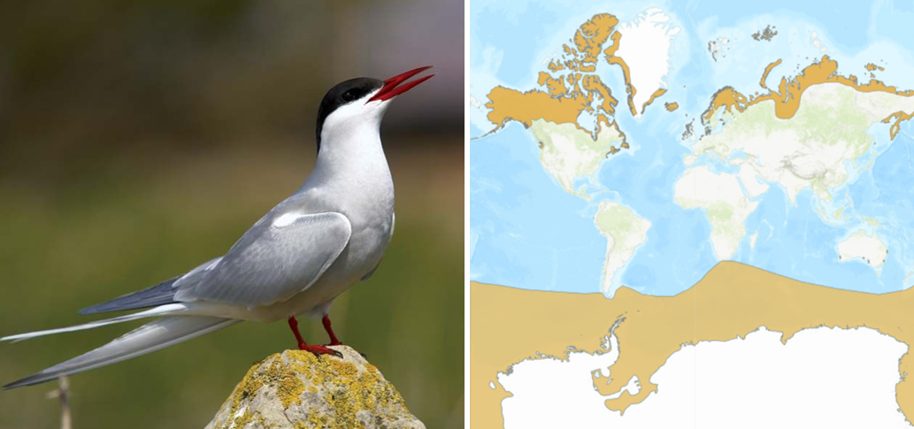 Arctic Tern (Left) and it's Habitats (Right)