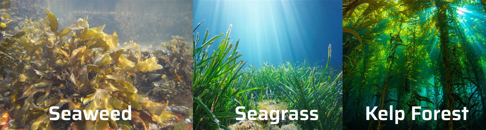 Seaweed Seagrass Kelp Forest