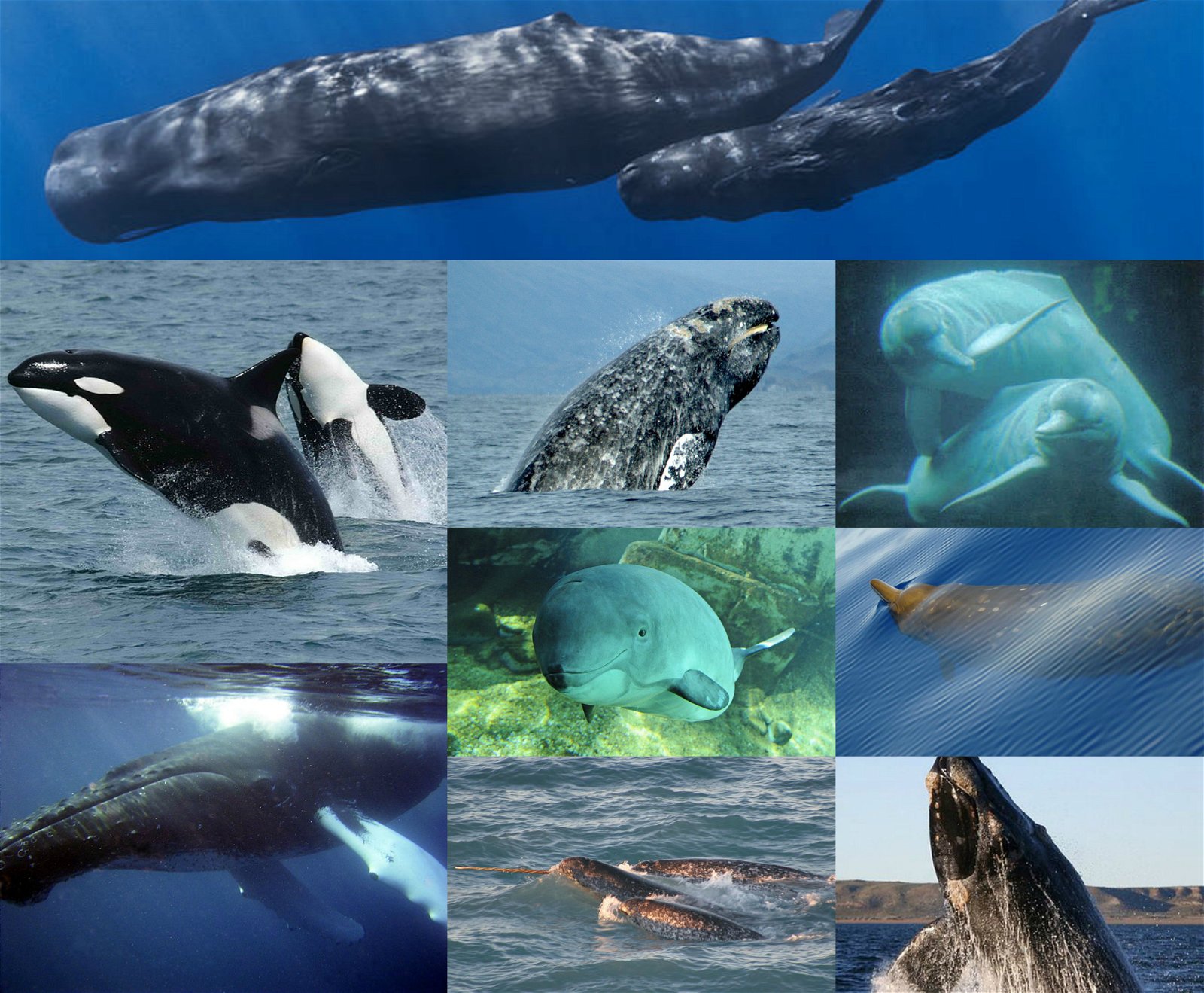 Cetacea - Wikipedia