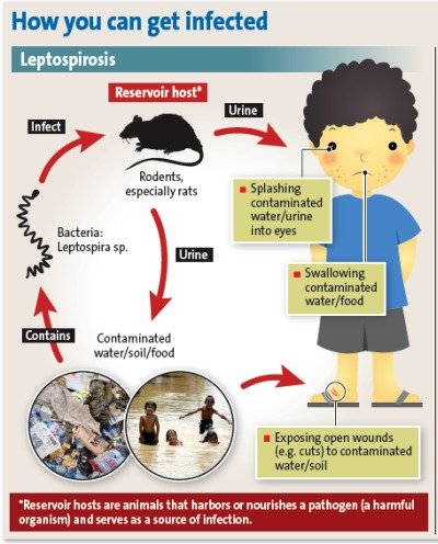 What you should know about leptospirosis | Ciencia Puerto Rico
