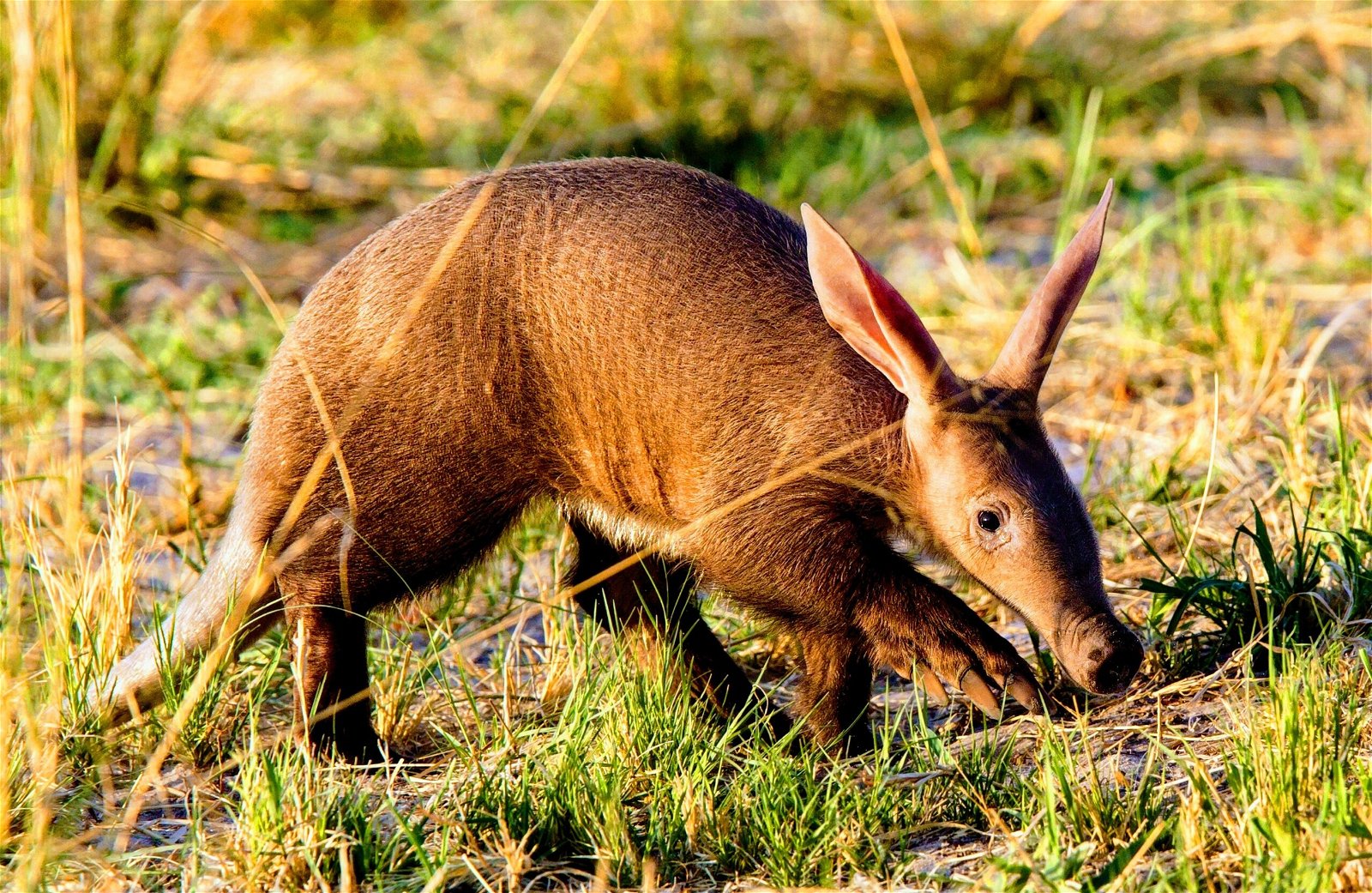 How will climate change affect elusive aardvarks? • Earth.com